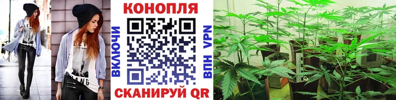 МАРИХУАНА сатива Мамадыш